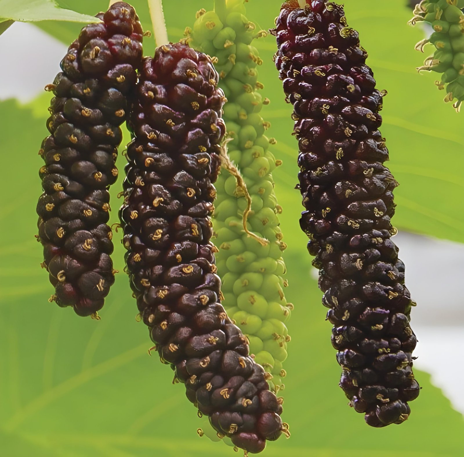 Dragon Mulberry (ડ્રેગન શેતૂત)
